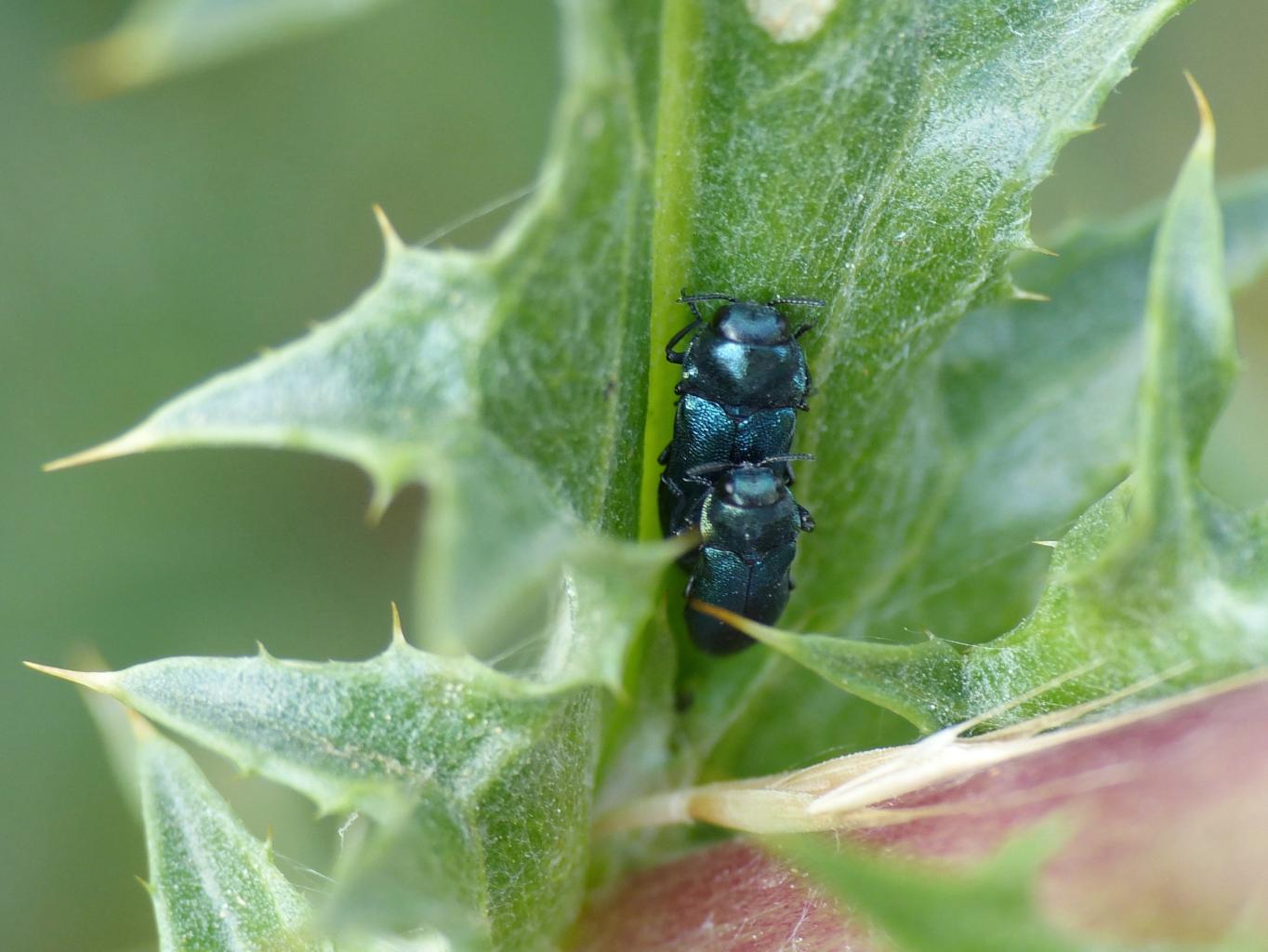 Meliboeus amethystinus in copula